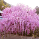 しだれ紅梅　村上邸