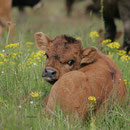 kleines Bullenkalb