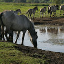 Konikherde an der Wasserstelle