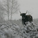 Heckrind in winterlicher Heide