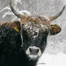 Heckrind im Winter