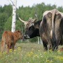 Heckrindkuh mit Kalb