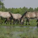 Konikherde am Ellerborn