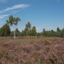 Die Oranienbaumer Heide zur Heideblüte