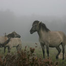 Konikpferde im Herbst