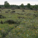 Frühjahr in den Heide-Mosaik-Bereichen