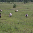 Die Herde von Chimborazo in einer Landreitgrasflur