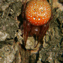Erdbeerspinne