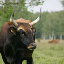 Heckrindkuh