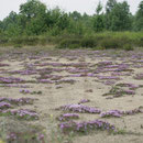 Thymianblüte