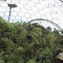 View up to the lookout, 50m above the ground in the Rainforest Biome