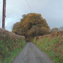 Going up the Hedgerows to the farm 