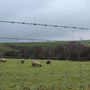 Some of the 400 sheep now farmed at Gellifelen