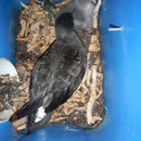 Wedge-tailed shearwater with GPS deployment, with chick in artificial nest box
