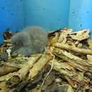 Shearwater chick in artificial nest box