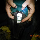 GPS deployment on shearwater adult
