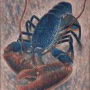 オマール海老 Homard bleu   65×54cm カンバスに油彩 l'huile sur toile 2016