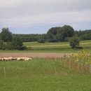 Die Schwäbische Alb