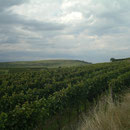 Weinberg am Kaiserstuhl