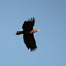 Seeadler Meldorfer Bucht Okt 2011 (c) F. Schrauth