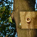 Halsbandsittich, HD