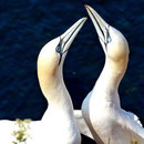 Basstölpel Helgoland, (c) D. Koch