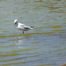 Dünnschnabelmöwe, Ebrodelta Juni 2011, (c) D. Koch