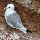 Dreizehenmöwe; Helgoland  August 2012 (c) F. Schrauth