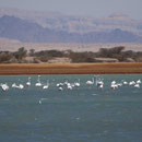 Flamingo Südisrael April/mai 2011 (c) A Landau