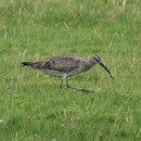 Regenbrachvogel; NSG Meldorfer Bucht  August 2012 (c) F. Schrauth