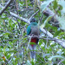 Resplendent Quetzal, Costa Rica, Februar 2011, (c) Doro Koch