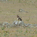 Zwergadler Extremadura, SP (c) Wolfgang Dreyer