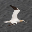 Basstölpel; Helgoland August 2012 (c) F. Schrauth