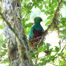 Resplendent Quetzal, Costa Rica, Februar 2011, (c) Doro Koch