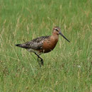 Pfuhlschnepfe; NSG Meldorfer Bucht  August 2012 (c) F. Schrauth