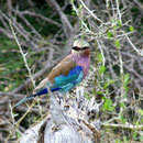 Lilac breasted roller, Südafrika, März 2001, (c) Doro Koch