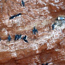 Trottellumme, Tordalk Helgoland, (c) D. Koch
