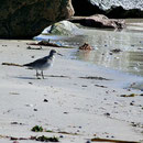 Knutt Helgoland, (c) D. Koch