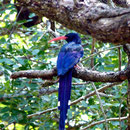 Green Wood hoopoe, Südafrika, März 2001, (c) Doro Koch