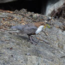 Wasseramsel April 2012 Montafon (c) F. Schrauth