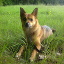 My little dog Gini