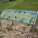 Die neue Infotafel in Sandweier
