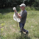Wildbienen am Rheindamm