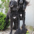 Zhoraya & Zabo 11 Jahre