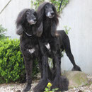 Zhoraya & Zabo 11 Jahre