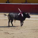 Scène de corrida