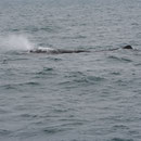 Whale-Watching Kaikoura