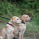 links: Pepper, rechts: Annie