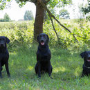 von links nach rechts: Faye, Laila, Hazel