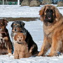 Spaziergang mit Hundefreunden am 15. März 2013